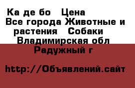 Ка де бо › Цена ­ 25 000 - Все города Животные и растения » Собаки   . Владимирская обл.,Радужный г.